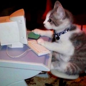 Cat on a computer